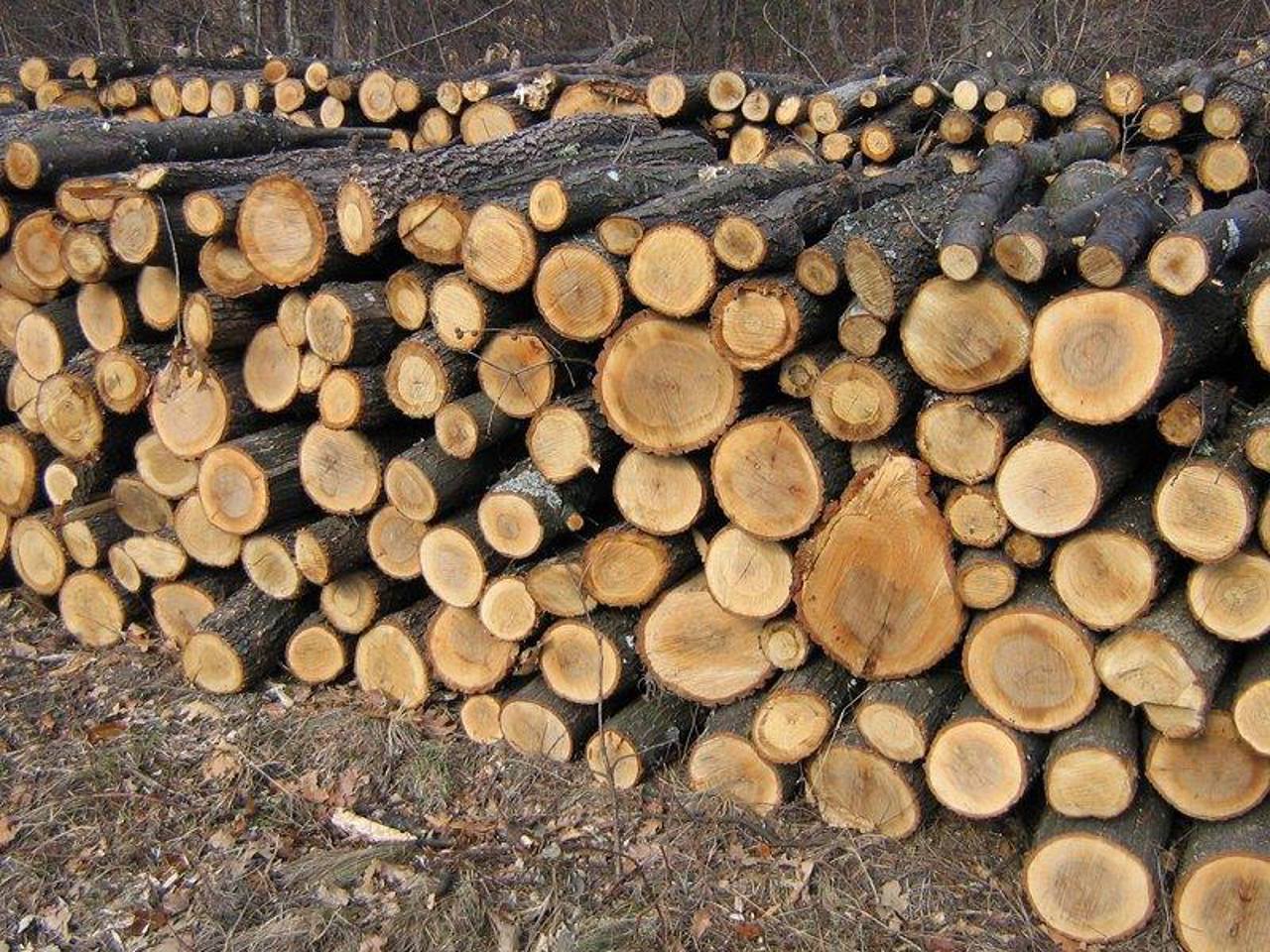 „Lemne vor fi pentru toată lumea”. Ministrul Mediului anunță stocurile pentru această iarnă