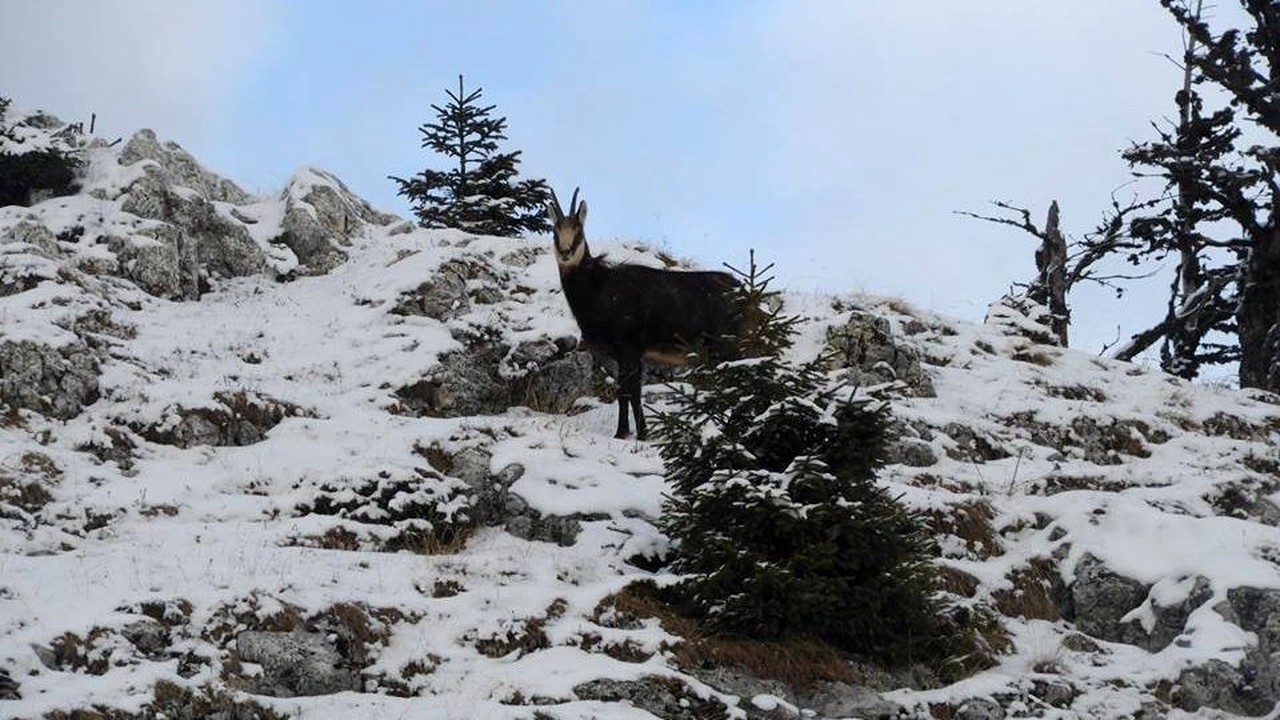 Zapadă în toiul verii într-o o zonă muntoasă din Bavaria 