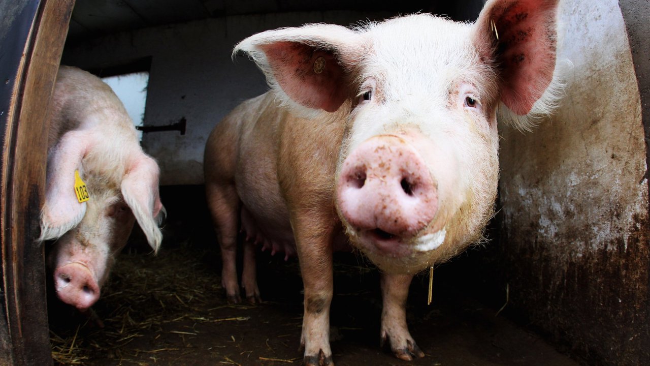 В домохозяйстве села Рэзень обнаружена вспышка африканской чумы свиней: НАПБ вводит ограничения