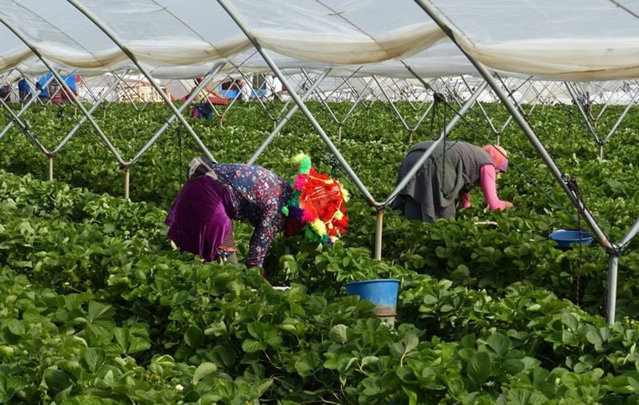 Peste 11 mii de persoane au fost angajate în câmpul muncii  prin intermediul ANOFM. Majoritatea sunt femei din mediul rural