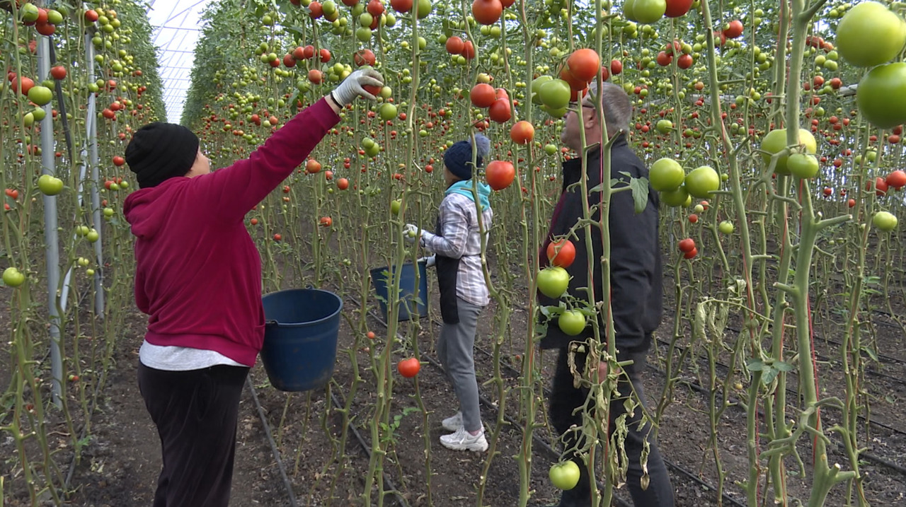Recoltă târzie la Sadova: Gheorghe Rusu continuă să culeagă roșii datorită serelor moderne