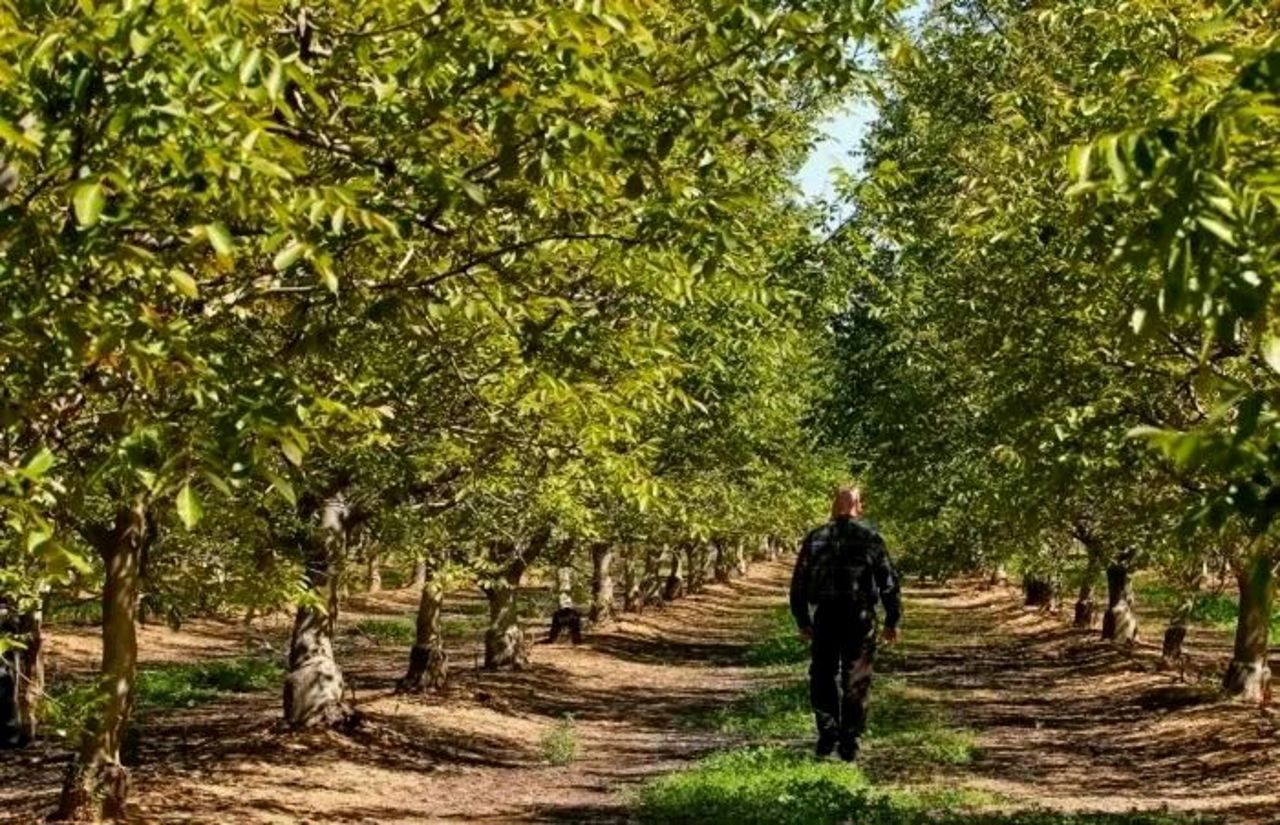 „Armata” de nuci a unui fost militar: zeci de hectare cu nuci de soi francez, la Criuleni