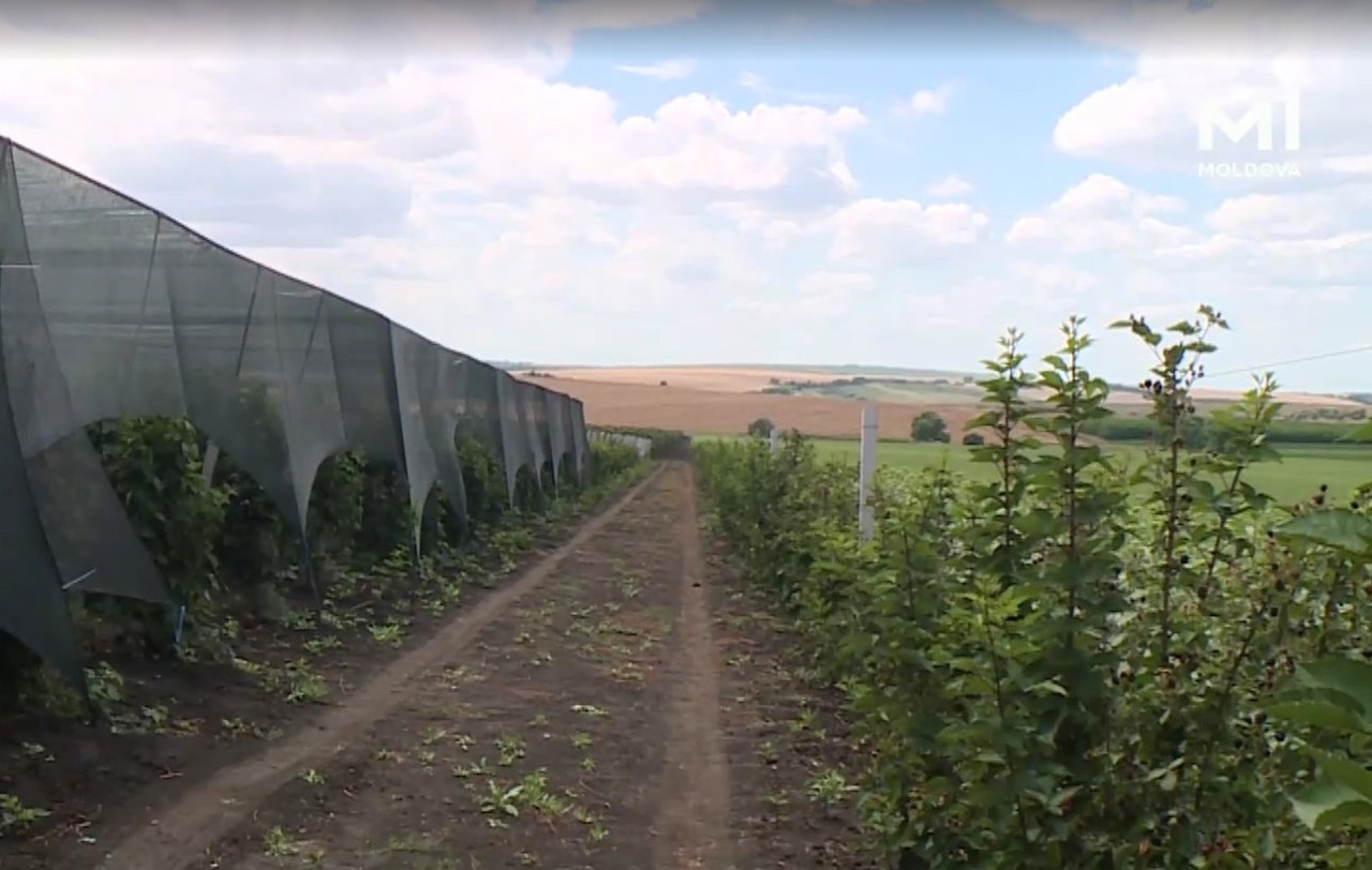 Plantații neobișnuite în nordul R. Moldova: mure, zmeură și alun, cultivate de o familie revenită acasă de peste hotare