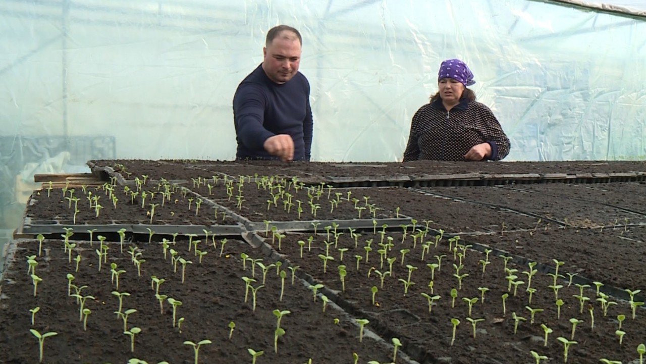 A început cultivarea răsadurilor. Încălzirea serelor, o dificultate, spun legumicultorii 