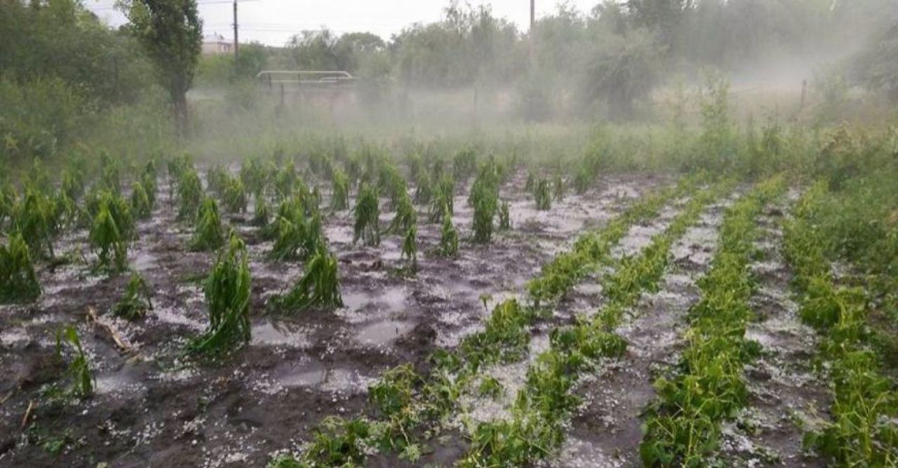 Pagube grave în urma ploilor cu grindină. Sute de hectare de culturi agricole au fost distruse