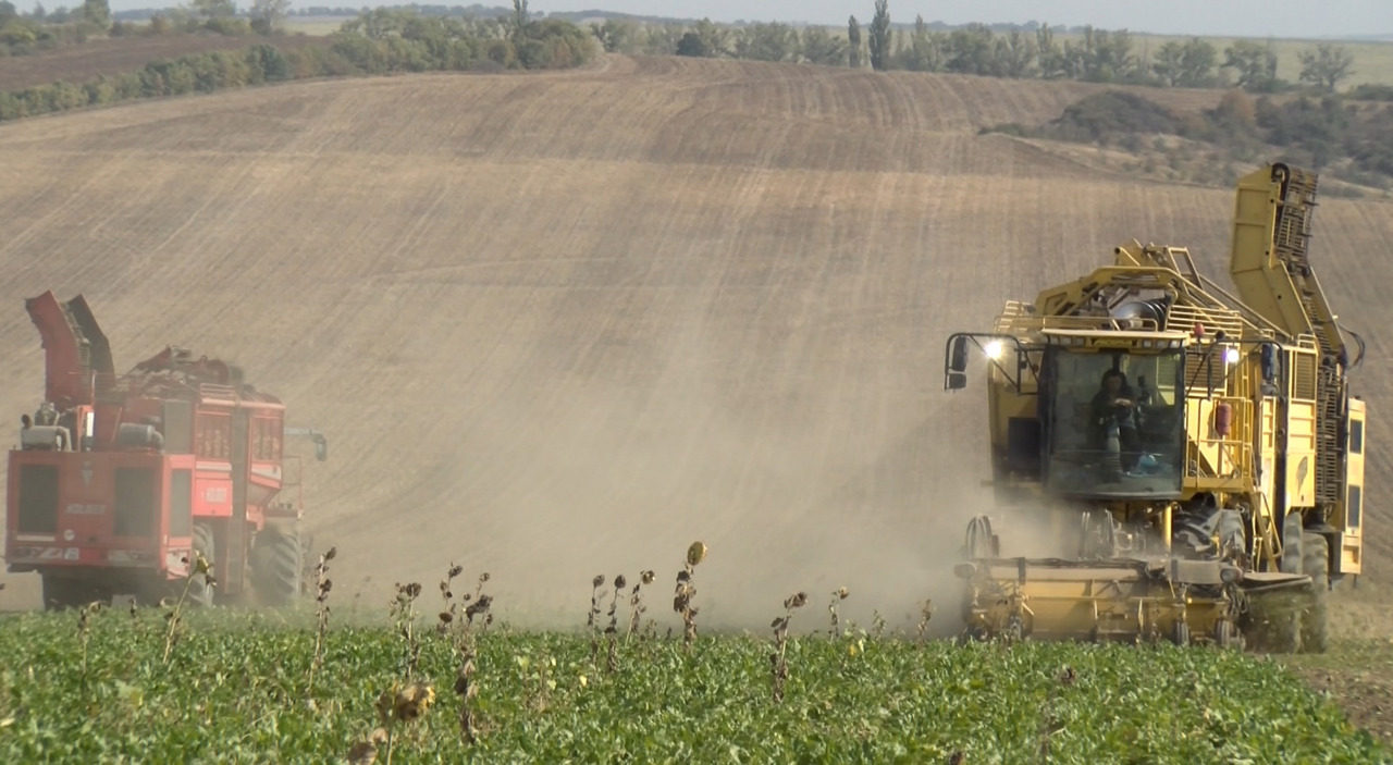 An dificil pentru agricultori: sfecla de zahăr, afectată de înghețurile din primăvară și de temperaturile înalte din vară