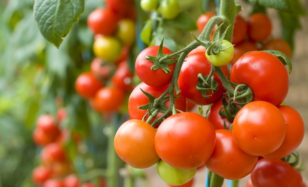 O locuitoare din raionul Râșcani a adunat peste 1.000 de soiuri de tomate