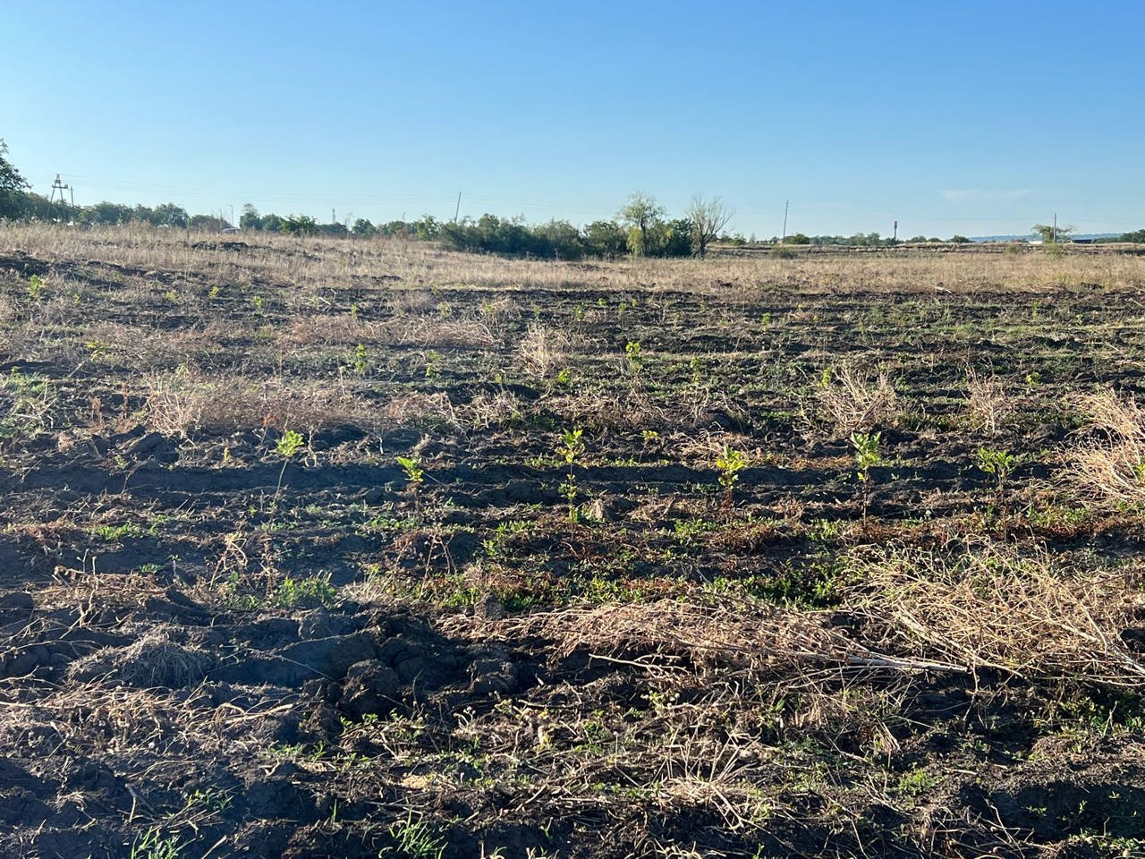 Campania de împădurire de la Mălăiești a suferit eșec: peste 60% din puieții plantați s-au uscat. Recomandările specialiștilor