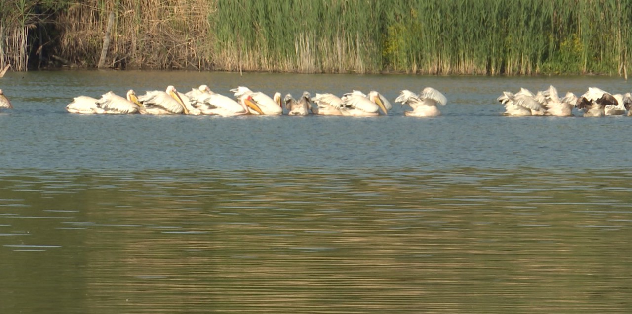 Un piscicultor din Ialoveni riscă să falimenteze din cauza pelicanilor