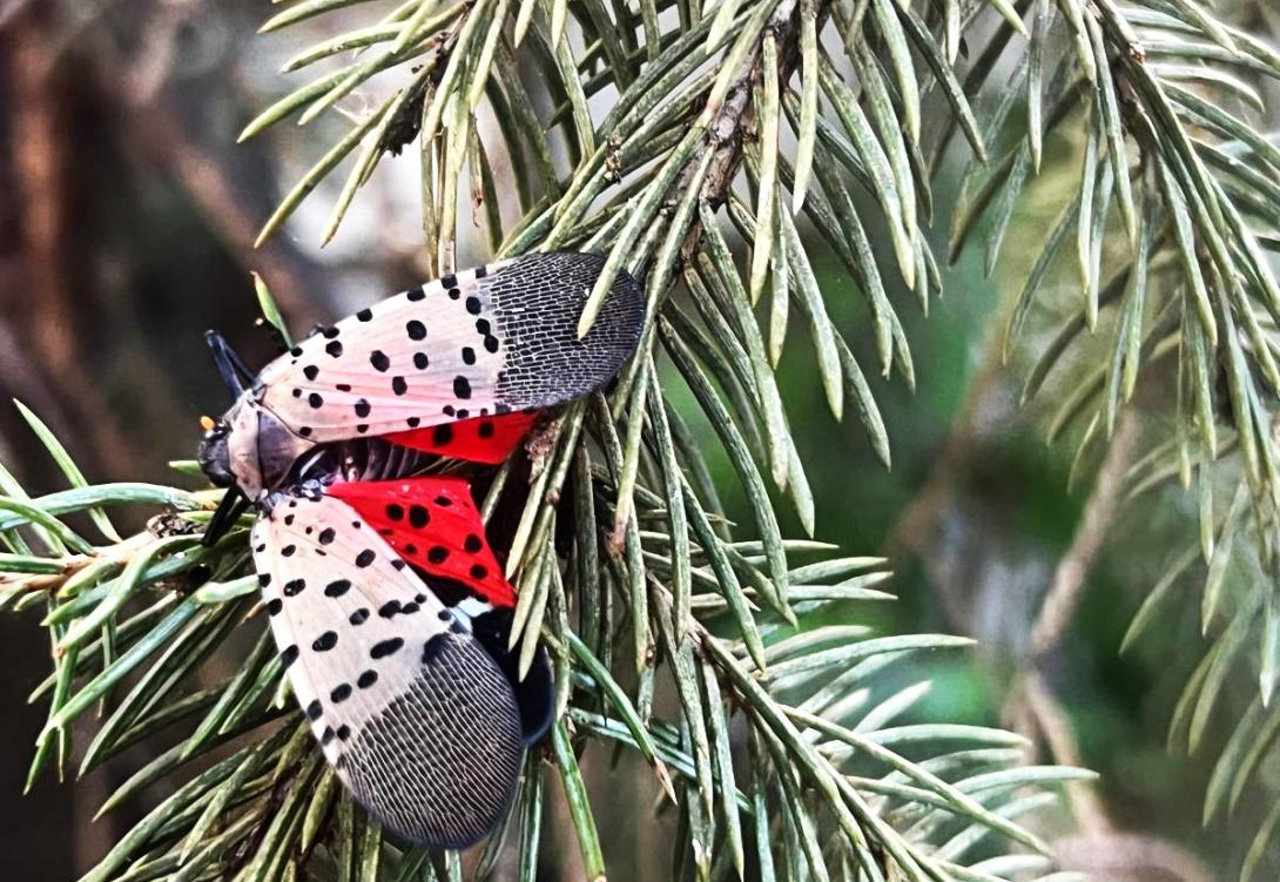 Regim de carantină fitosanitară: O insectă dăunătoare originară din China și Taiwan, descoperită la Chișinău