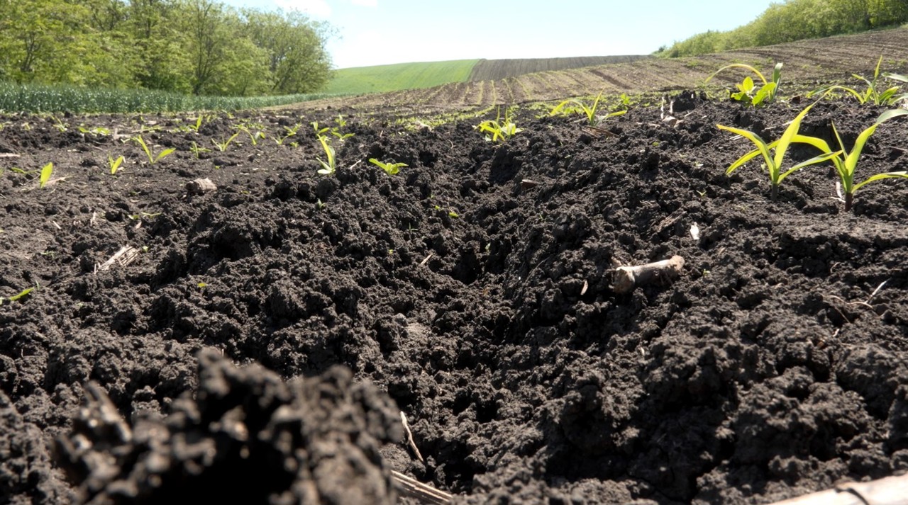 Wild boars have destroyed agricultural land near Chircăieștii Noi, Căușeni 