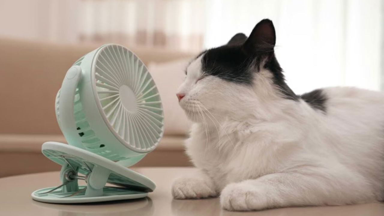Pregătiți-vă de o zi toridă: Temperaturile vor ajunge până la 37°C pe 7 august