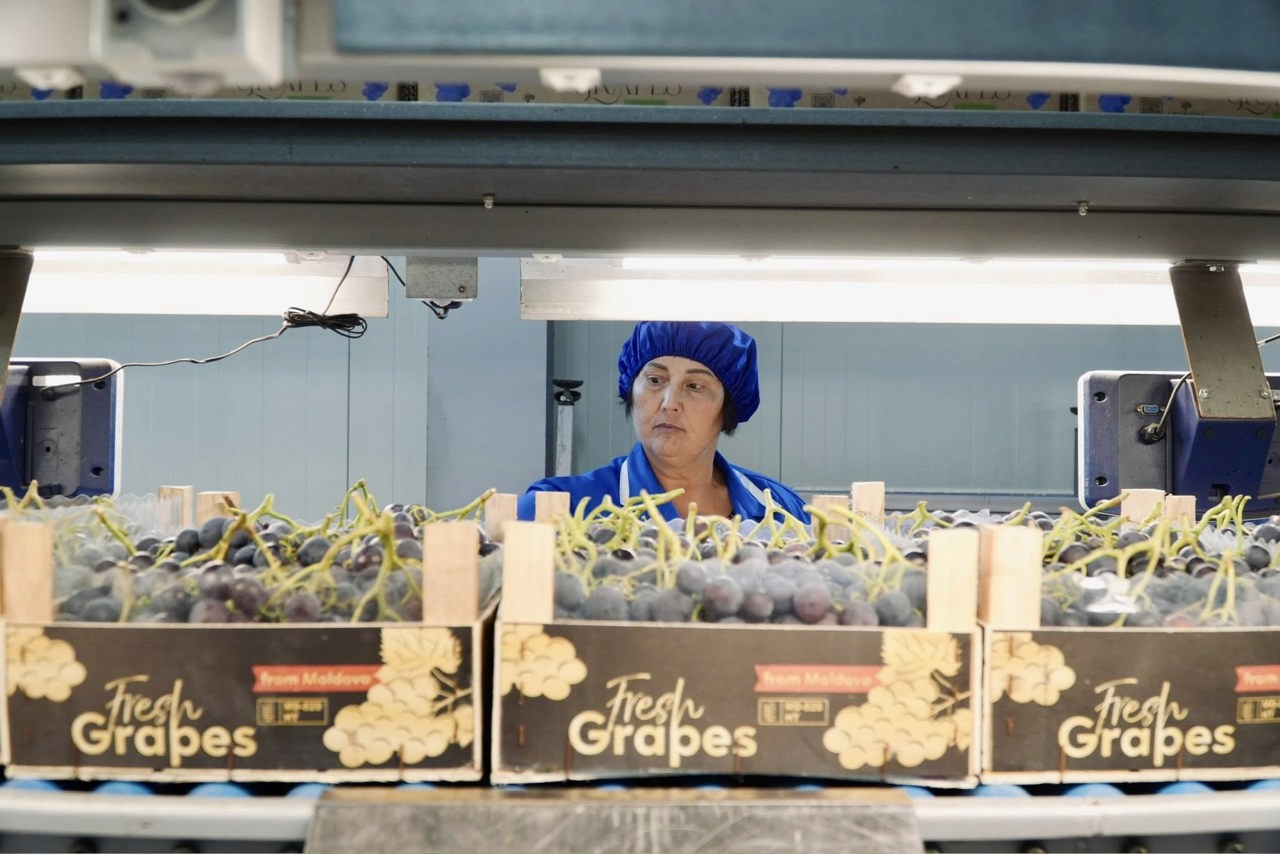 Agricultura R. Moldova, între recorduri și pierderi: Exporturile de vinuri și struguri - în creștere, cele de fructe - în scădere