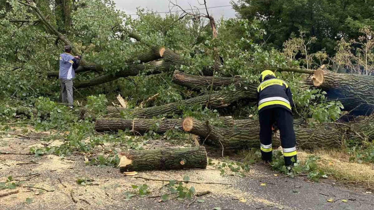 Consecințele ploilor din ultimele zile: culturi agricole distruse, arbori căzuți și întreruperi de energie electrică