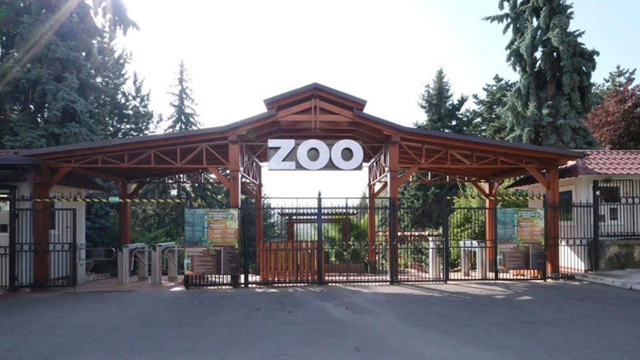 Grădina Zoologică își păstrează tot profitul din 2025, în timp ce „Servicii Locative Buiucani” are de întors datorii de 39 de milioane de lei