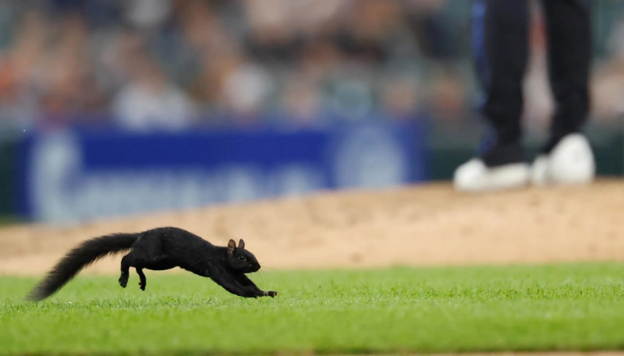O veveriță a devenit vedeta unui meci de baseball după ce a „driblat” 13 agenți de securitate