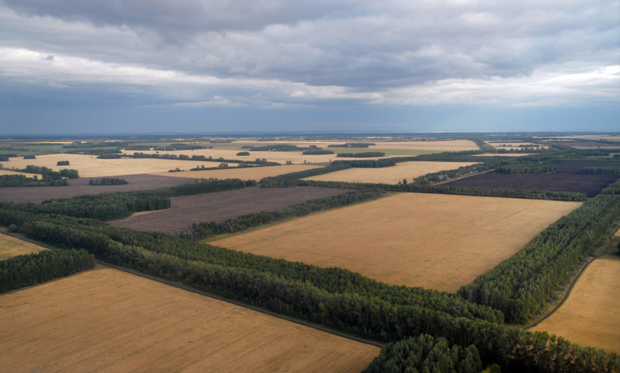 R. Moldova trebuie să tripleze suprafața perdelelor forestiere - avertisment al specialiștilor