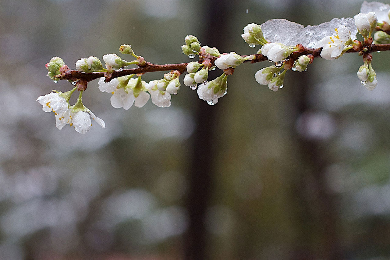 Farmers who suffered losses due to spring frosts receive compensation from the state