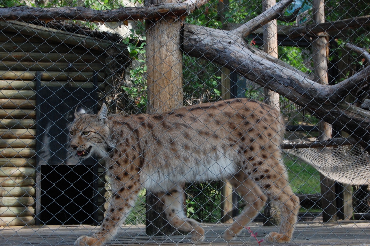 Activitatea grădinilor zoologice va fi reglementată de o lege nouă, armonizată cu legislația UE 