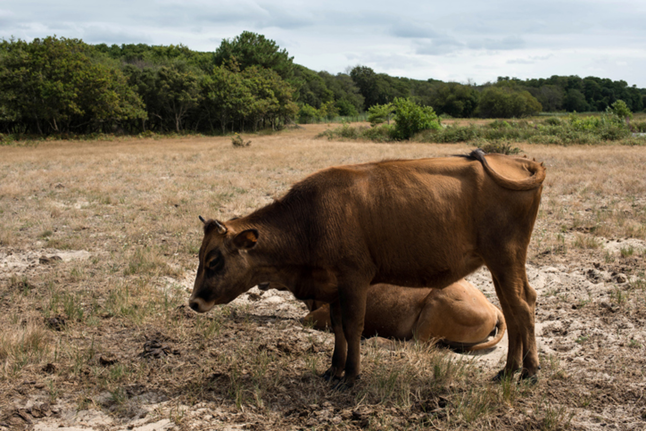 EURACTIV | UE se confruntă cu o criză de mâncare pentru animale, iar fermierii sunt nevoiți să le trimită la abator