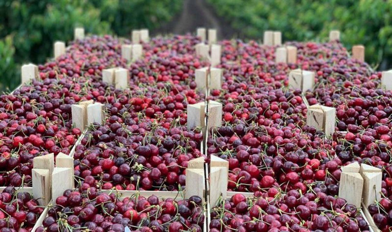 Беспошлинный экспорт в ЕС: Европейская комиссия продлевает либерализацию экспортных квот для Республики Молдова