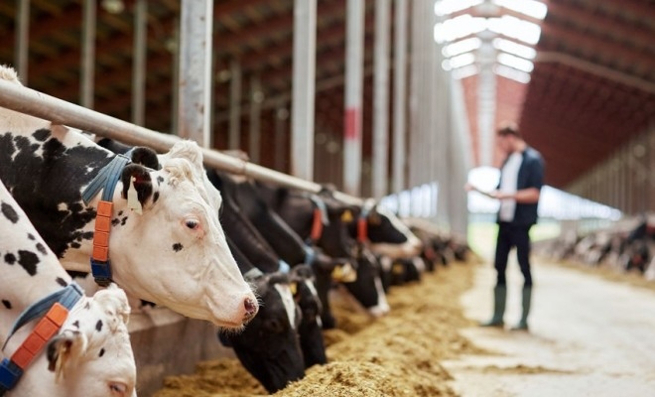 Grants of up to one million dollars for livestock farmers: 4th AGGRI funding call