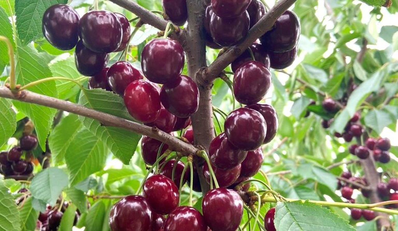 Exporturile de cireșe moldovenești către UE au crescut de 12,5 ori în 2023
