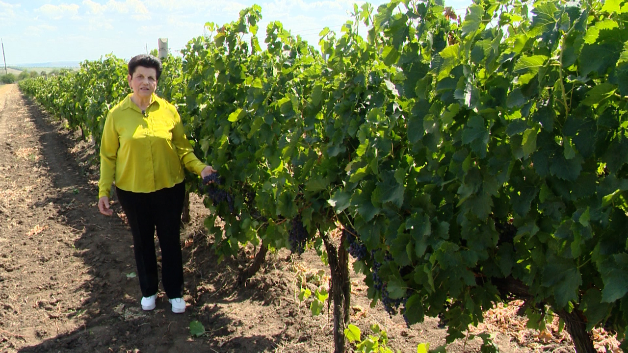 „Țara suntem noi” // Elizaveta Breahnă, expertă în vinificație: „Vinul a devenit ambasadorul R. Moldova”
