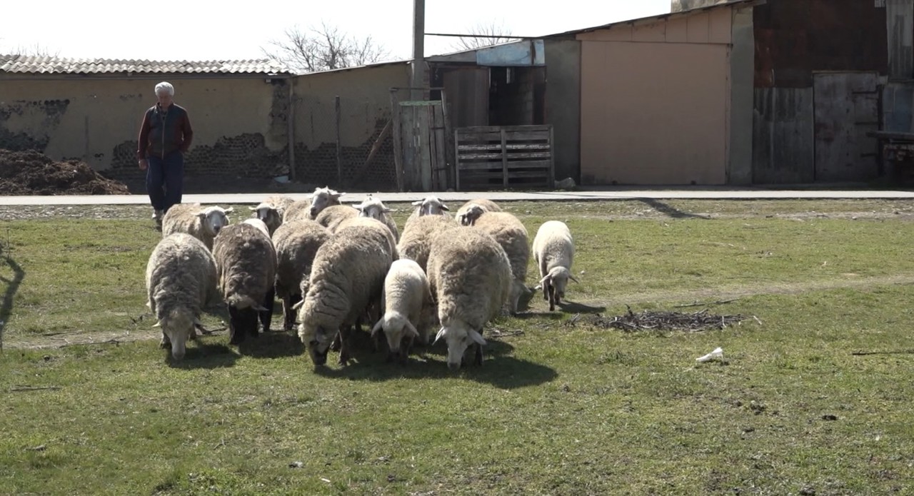 Ciobanii au scos de vânzare mieii pentru masa de Paște: Cât costă kilogramul de carne în acest an 