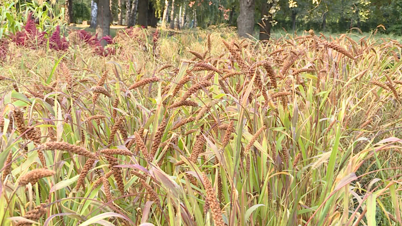 Drought-resistant crops tested as corn alternatives in Moldova