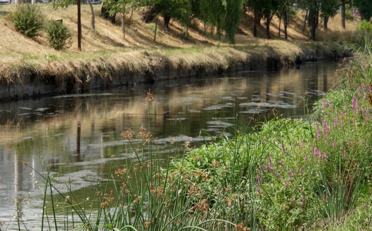 Râul Bâc, din nou cu pete verzi la suprafață. Autoritățile și ecologiștii au explicații diferite