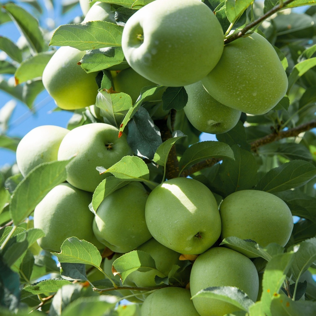 Moldova's apple harvest drops 31.5% amid spring frosts