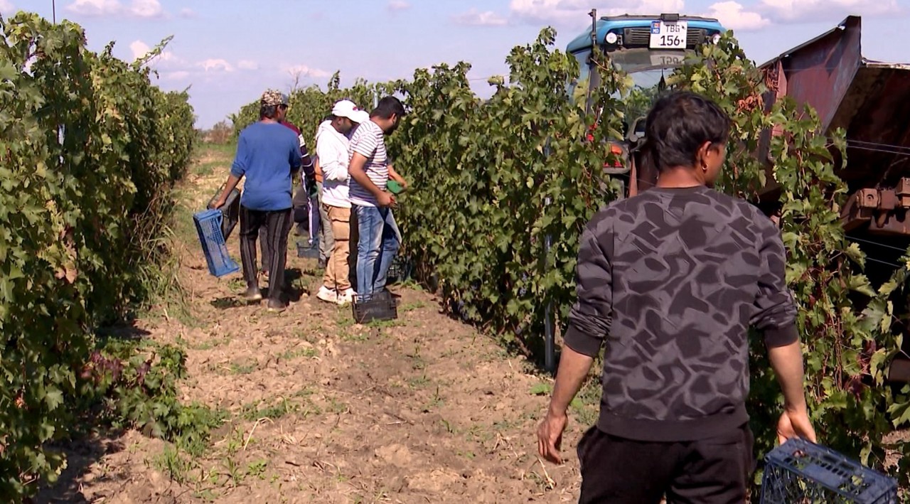 Muncitori din Sri Lanka, Bangladesh și Nepal, la cules în R. Moldova. Îi motivează salariile, iar munca o învață pe loc 