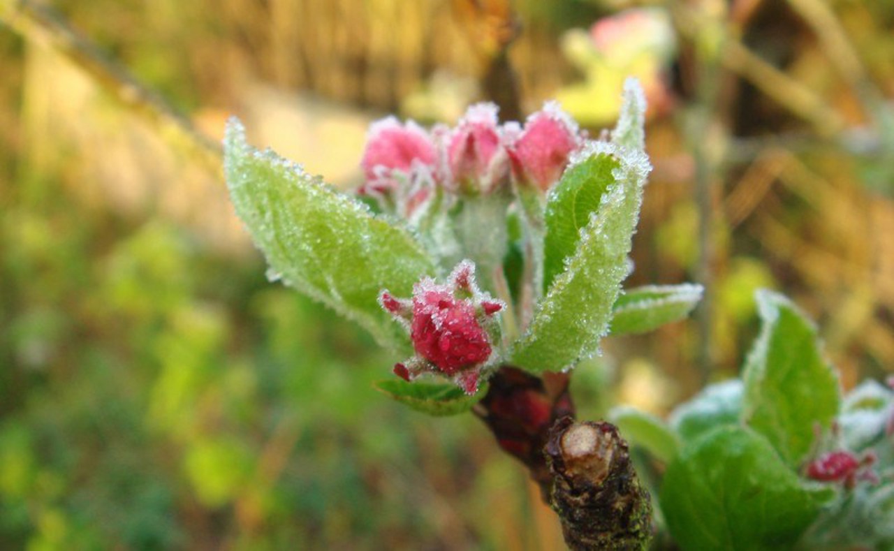 New warning: Frosts down to -3°C forecast