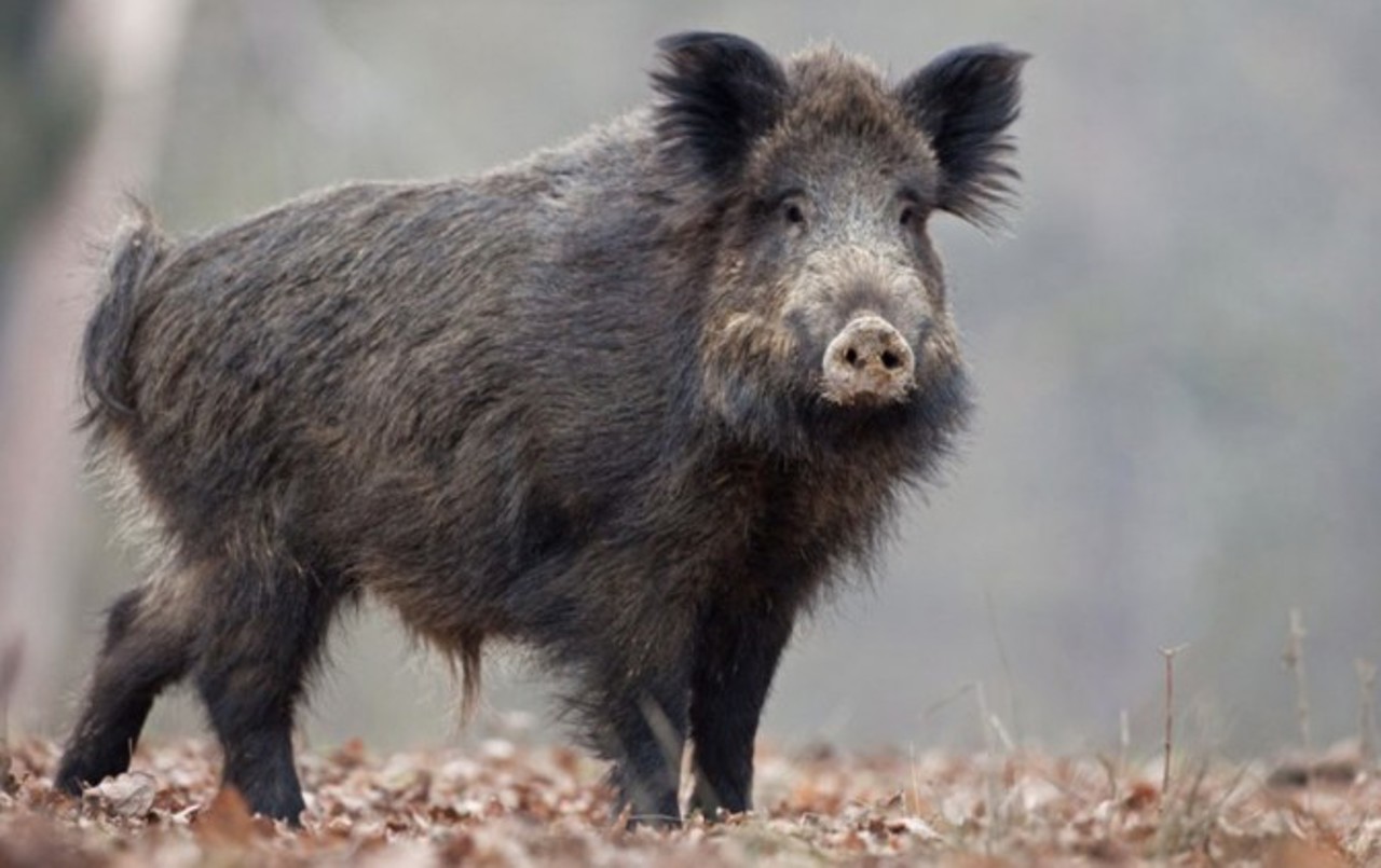 Swine fever detected in Zloti; surveillance zone set up around six localities in Ialoveni