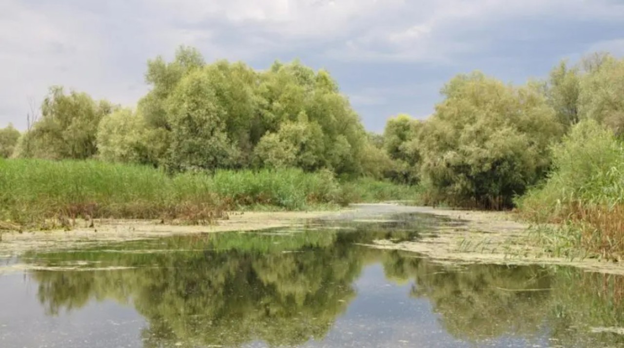 В водоемах кишинёвских парков выявлены опасные бактерии и паразиты