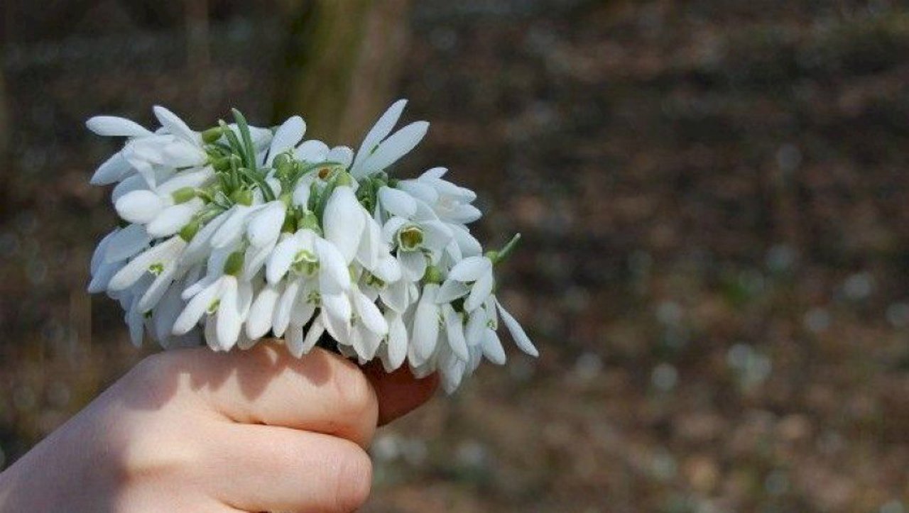 Snowdrops at risk; environmental inspectors call for action