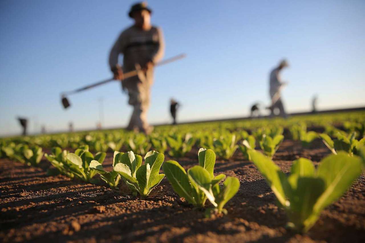 Secretar de stat: Fondurile de pre-aderare pentru agricultură vor fi disponibile „în curând”