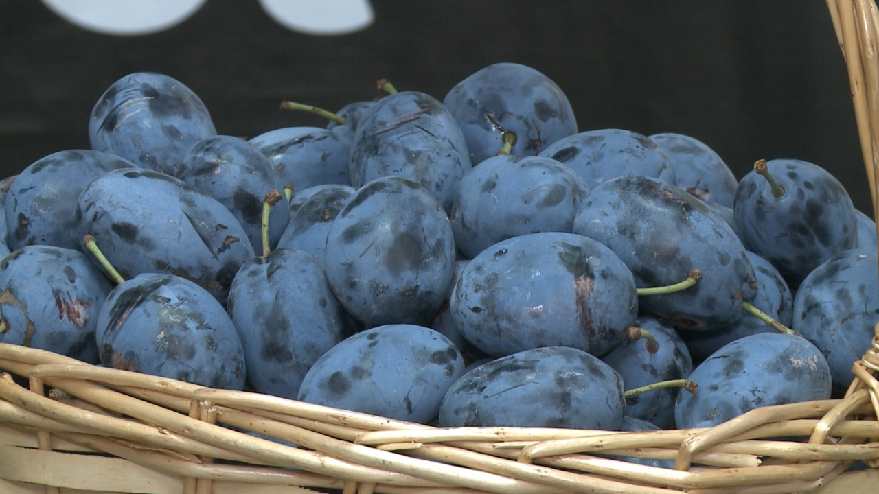Moldovan plum exports to the EU will increase fourfold
