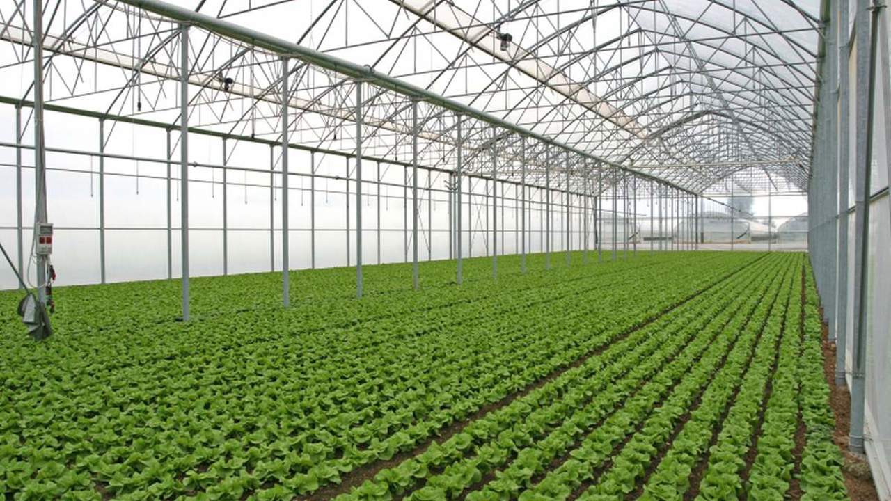 Serele cuceresc satele: Tot mai mulți gospodari renunță la agricultura tradițională în favoarea culturilor protejate