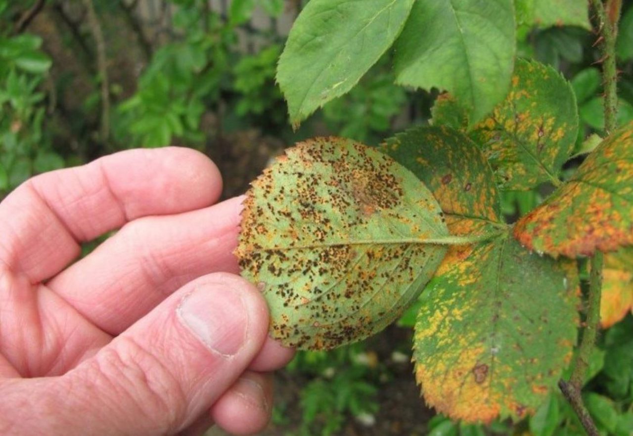 Brown rot risk: How to manage fallen fruit in your garden