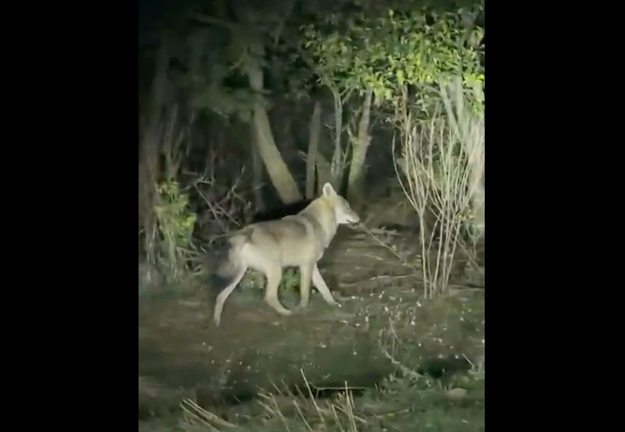 „Am găsit numai coarnele și lanțul”. Lupii atacă animalele în gospodăriile din Basarabeasca