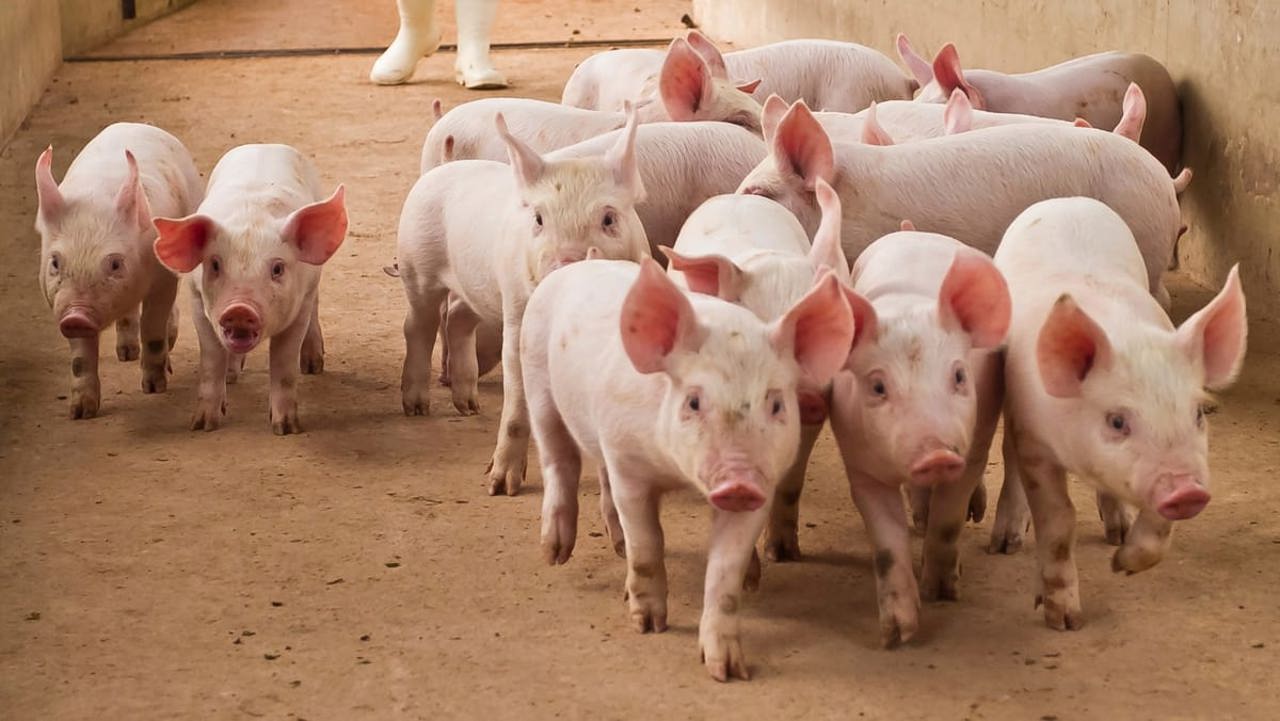 Focare de pestă porcină și rabie, confirmate în mai multe localități. ANSA avertizează și asupra riscului de gripă aviară