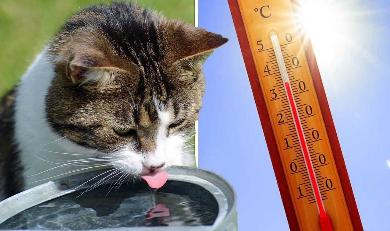 Cum trebuie îngrijite animalele pe timp de caniculă: Gesturi simple care le pot salva viața