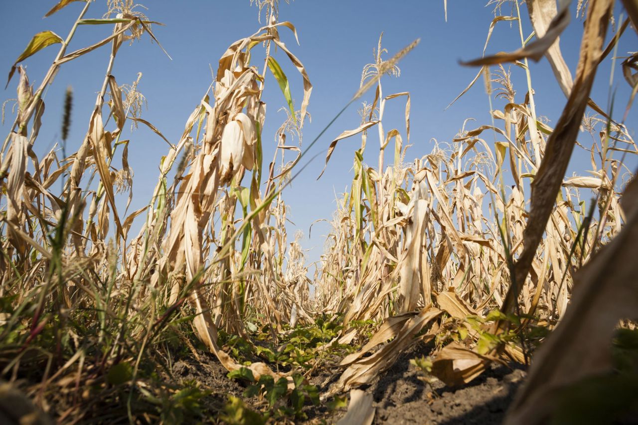 Republica Moldova cere ajutorul UE și partenerilor internaționali pentru sprijinirea agricultorilor