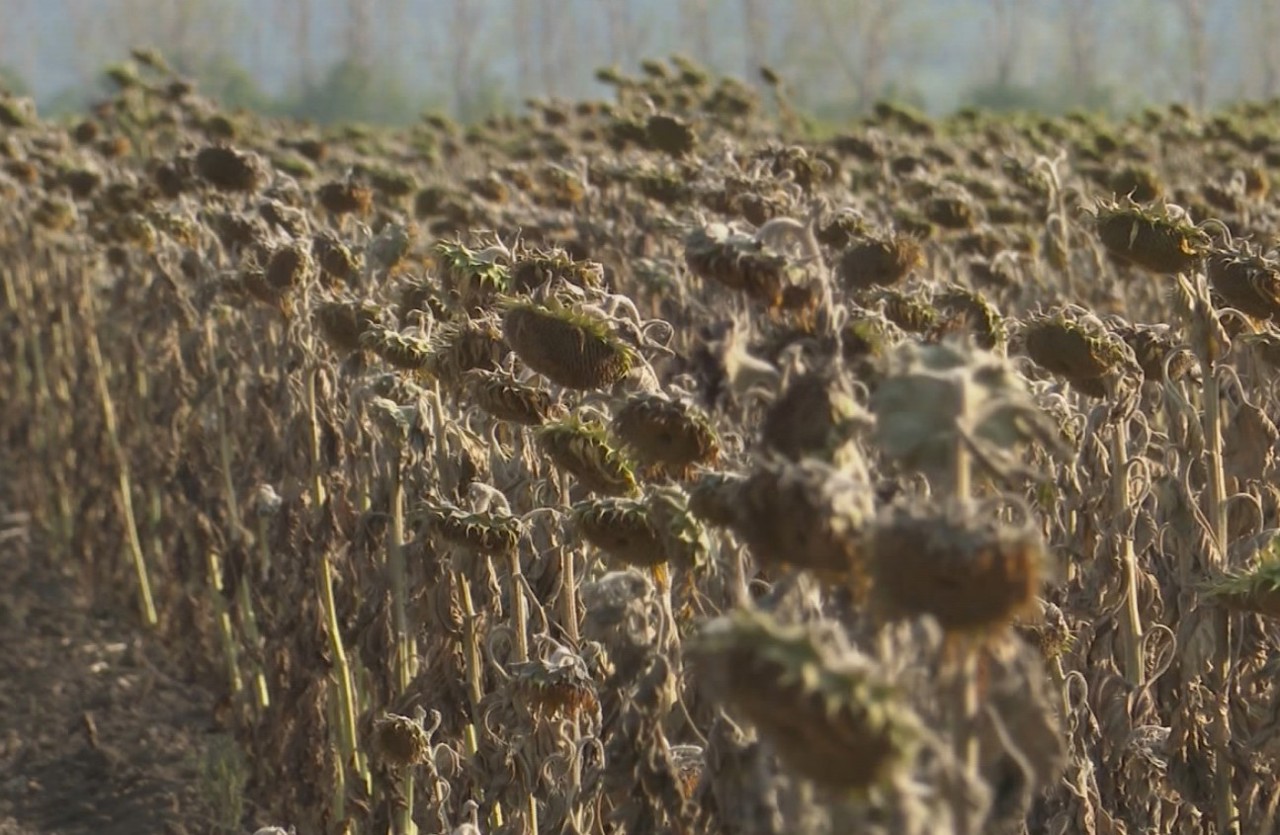 Culturile agricole din raionul Căușeni, distruse de secetă. Autoritățile cer intervenția Guvernului