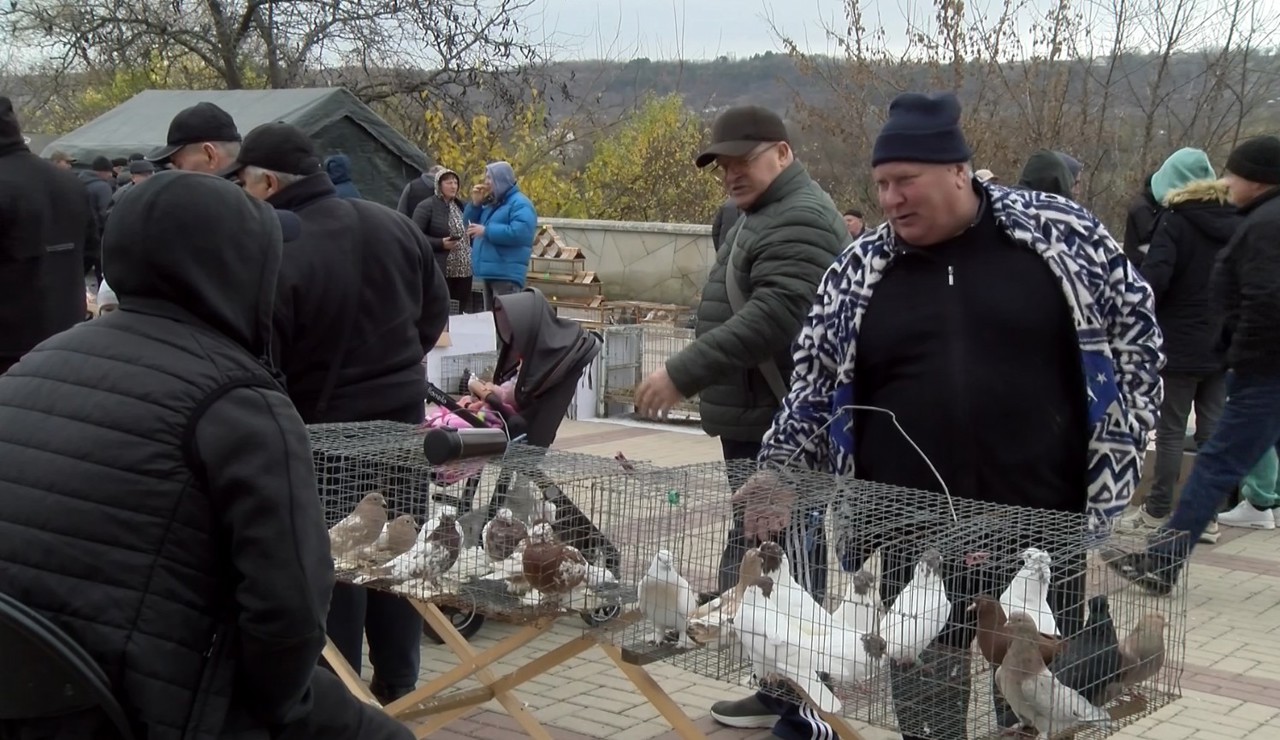 Expoziție-târg cu păsări și animale mici, găzduită de Cetatea Soroca. Porumbeii - vedetele zilei  