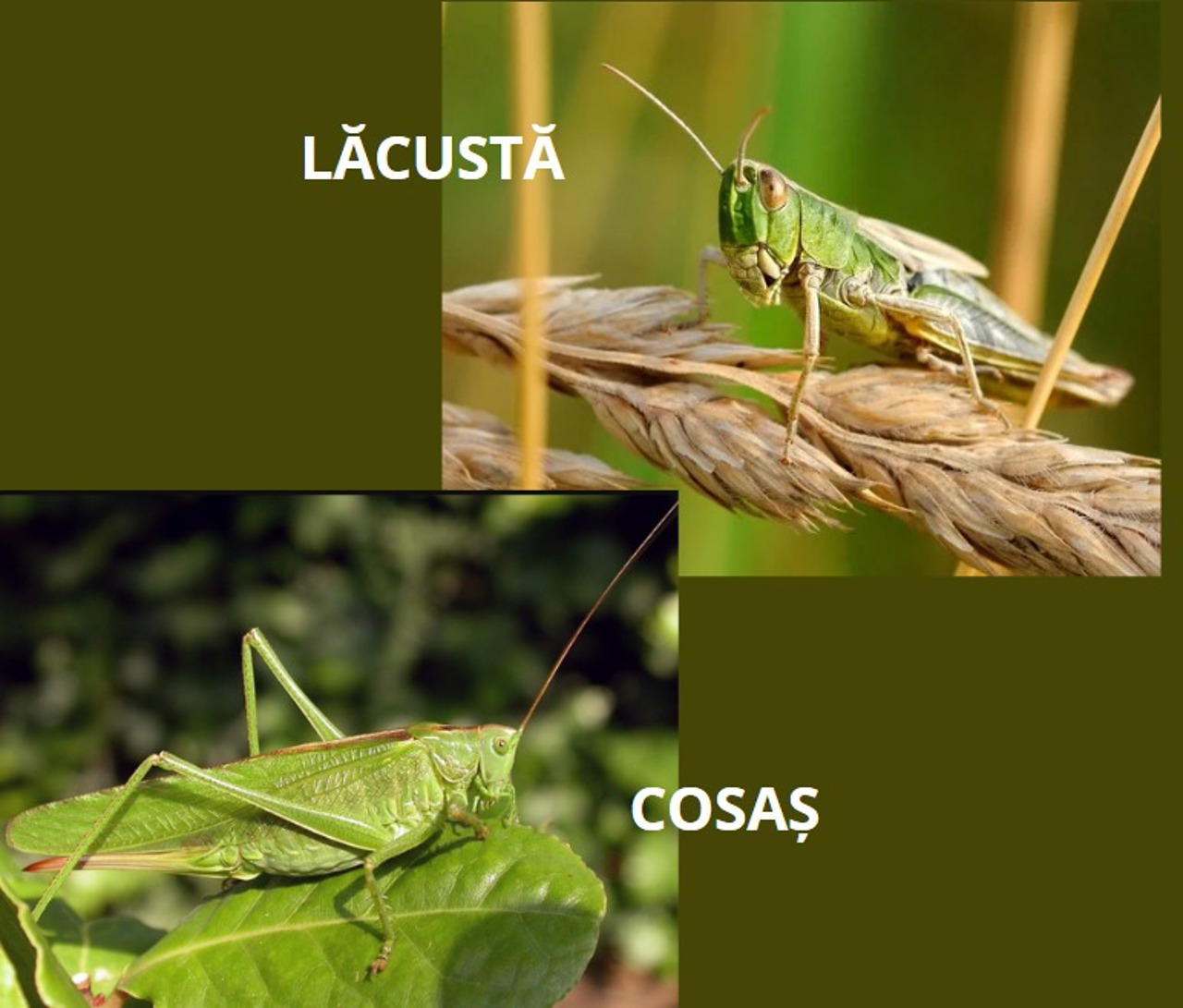 Как отличить кузнечика от саранчи?