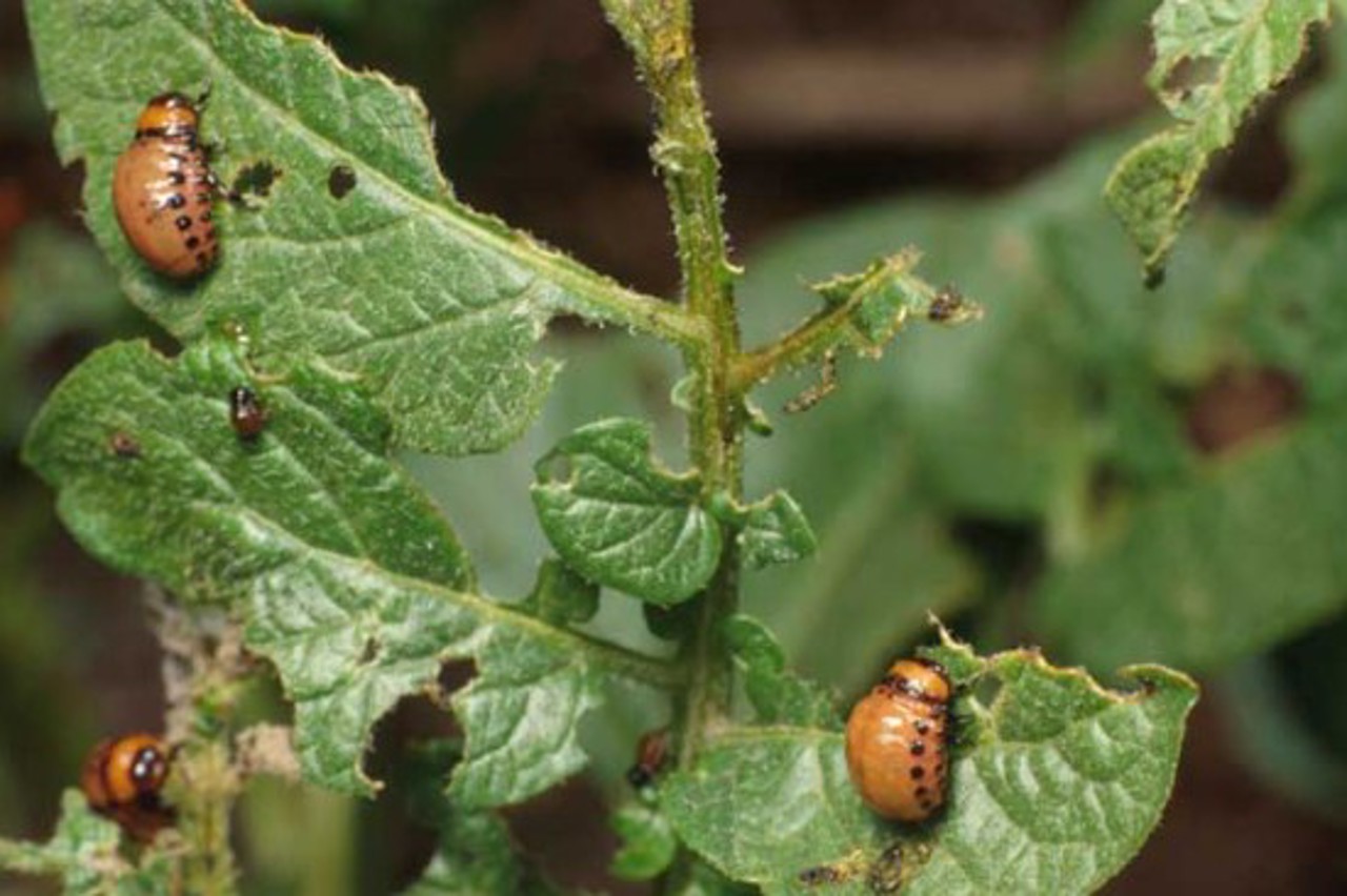 Amenzi de până la 50.000 de lei în R. Moldova pentru răspândirea plantelor, insectelor și animalelor periculoase