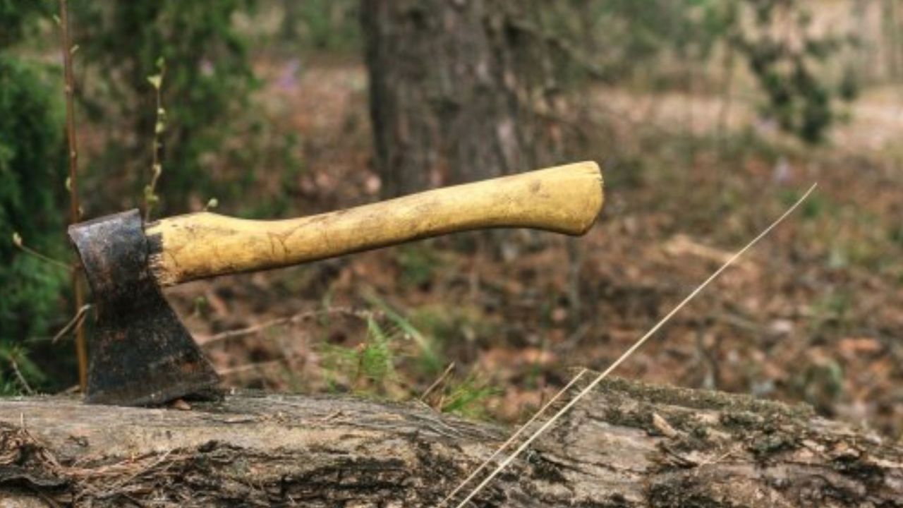 Funcție de pădurar „vândută” cu până la opt mii de euro: Doi suspecți într-un dosar de trafic de influență